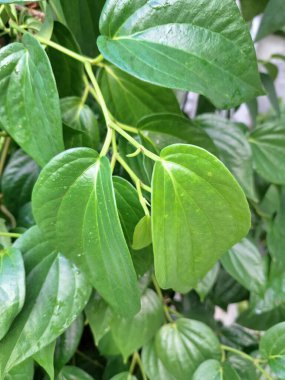Betel sarmaşık yaprakları. Pek çok kullanım alanı var, özellikle de gelenek ve sağlıkta. Endonezya 'da betel yaprakları genellikle betel fındığı ve limon ile birlikte ağız spreyi olarak kullanılır. Onlar da ilaç olarak kullanılıyor.