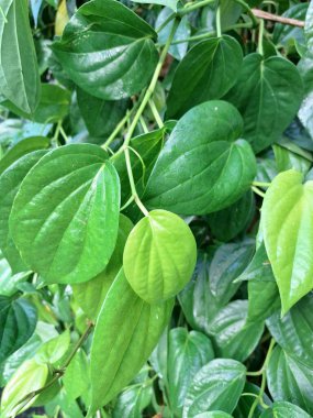 Betel ağacı. Sonsuza kadar yeşildir, sarmaşık, kalp şeklinde parlak yaprakları vardır. Betel bitkisi yaprakları için yetiştirilir ve genellikle fındık çiğnemek için kullanılır.