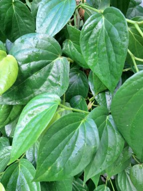 Betel ağacı. Sonsuza kadar yeşildir, sarmaşık, kalp şeklinde parlak yaprakları vardır. Betel bitkisi yaprakları için yetiştirilir ve genellikle fındık çiğnemek için kullanılır.