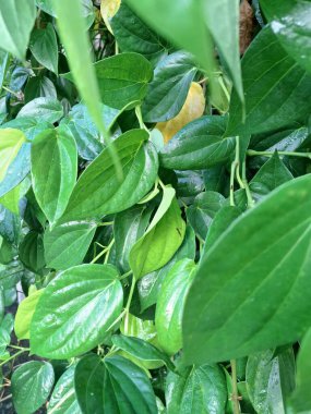 Betel ağacı. Sonsuza kadar yeşildir, sarmaşık, kalp şeklinde parlak yaprakları vardır. Betel bitkisi yaprakları için yetiştirilir ve genellikle fındık çiğnemek için kullanılır.
