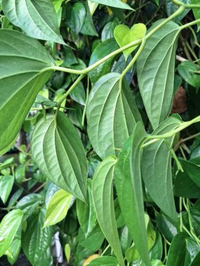 Betel ağacı. Sonsuza kadar yeşildir, sarmaşık, kalp şeklinde parlak yaprakları vardır. Betel bitkisi yaprakları için yetiştirilir ve genellikle fındık çiğnemek için kullanılır.