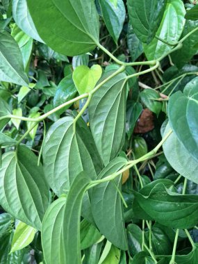 Betel ağacı. Sonsuza kadar yeşildir, sarmaşık, kalp şeklinde parlak yaprakları vardır. Betel bitkisi yaprakları için yetiştirilir ve genellikle fındık çiğnemek için kullanılır.