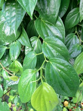 Betel ağacı. Sonsuza kadar yeşildir, sarmaşık, kalp şeklinde parlak yaprakları vardır. Betel bitkisi yaprakları için yetiştirilir ve genellikle fındık çiğnemek için kullanılır.