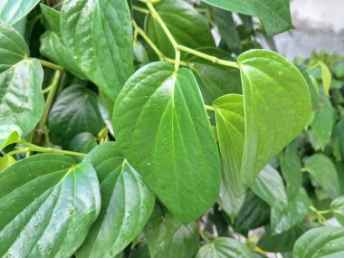 Betel sarmaşık yaprakları. Pek çok kullanım alanı var, özellikle de gelenek ve sağlıkta. Endonezya 'da betel yaprakları genellikle betel fındığı ve limon ile birlikte ağız spreyi olarak kullanılır. Onlar da ilaç olarak kullanılıyor.