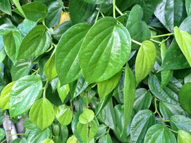 Betel ağacı. Sonsuza kadar yeşildir, sarmaşık, kalp şeklinde parlak yaprakları vardır. Betel bitkisi yaprakları için yetiştirilir ve genellikle fındık çiğnemek için kullanılır.