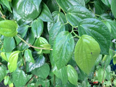 Betel ağacı. Sonsuza kadar yeşildir, sarmaşık, kalp şeklinde parlak yaprakları vardır. Betel bitkisi yaprakları için yetiştirilir ve genellikle fındık çiğnemek için kullanılır.