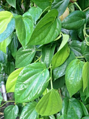Betel sarmaşık yaprakları. Pek çok kullanım alanı var, özellikle de gelenek ve sağlıkta. Endonezya 'da betel yaprakları genellikle betel fındığı ve limon ile birlikte ağız spreyi olarak kullanılır. Onlar da ilaç olarak kullanılıyor.