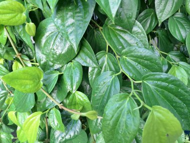 Betel ağacı. Sonsuza kadar yeşildir, sarmaşık, kalp şeklinde parlak yaprakları vardır. Betel bitkisi yaprakları için yetiştirilir ve genellikle fındık çiğnemek için kullanılır.