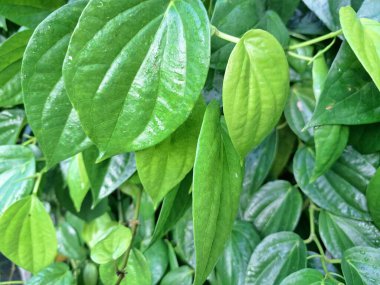 Betel sarmaşık yaprakları. Pek çok kullanım alanı var, özellikle de gelenek ve sağlıkta. Endonezya 'da betel yaprakları genellikle betel fındığı ve limon ile birlikte ağız spreyi olarak kullanılır. Onlar da ilaç olarak kullanılıyor.