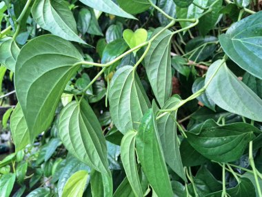 Betel ağacı. Sonsuza kadar yeşildir, sarmaşık, kalp şeklinde parlak yaprakları vardır. Betel bitkisi yaprakları için yetiştirilir ve genellikle fındık çiğnemek için kullanılır.