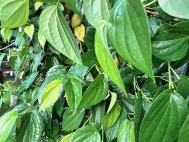 Betel sarmaşık yaprakları. Pek çok kullanım alanı var, özellikle de gelenek ve sağlıkta. Endonezya 'da betel yaprakları genellikle betel fındığı ve limon ile birlikte ağız spreyi olarak kullanılır. Onlar da ilaç olarak kullanılıyor.