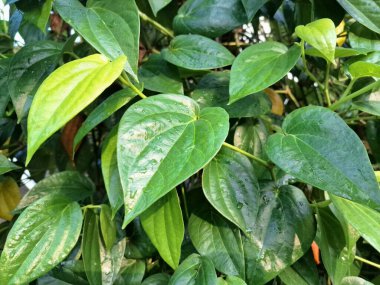 Betel sarmaşık yaprakları. Pek çok kullanım alanı var, özellikle de gelenek ve sağlıkta. Endonezya 'da betel yaprakları genellikle betel fındığı ve limon ile birlikte ağız spreyi olarak kullanılır. Onlar da ilaç olarak kullanılıyor.