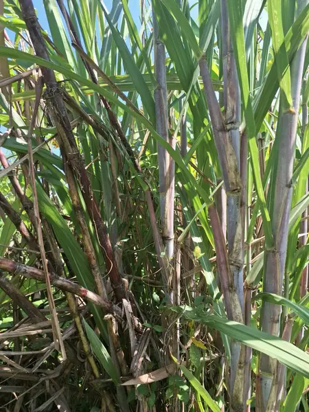 Şeker kamışı ağacı. Şeker kamışı öncelikle şeker üretimi için üretilen, arıtılmış beyaz şeker, kahverengi şeker ve pekmez de dahil olmak üzere çeşitli şeker formlarına işlenen bir bitkidir.