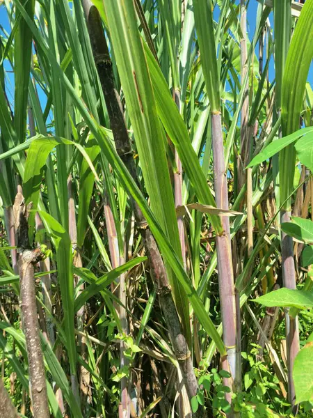 Şeker kamışı ağacı. Şeker kamışı öncelikle şeker üretimi için üretilen, arıtılmış beyaz şeker, kahverengi şeker ve pekmez de dahil olmak üzere çeşitli şeker formlarına işlenen bir bitkidir.