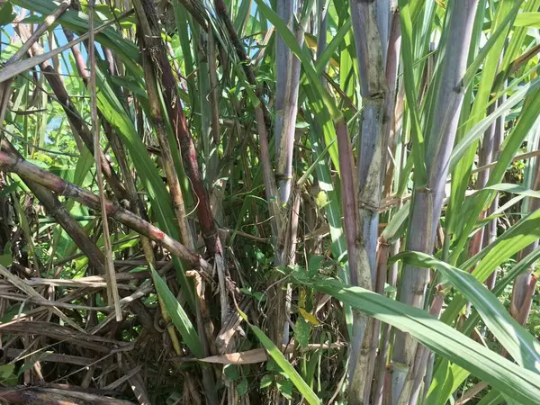 Şeker kamışı ağacı. Şeker kamışı öncelikle şeker üretimi için üretilen, arıtılmış beyaz şeker, kahverengi şeker ve pekmez de dahil olmak üzere çeşitli şeker formlarına işlenen bir bitkidir.