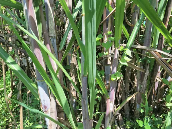 Şeker kamışı ağacı. Şeker kamışı öncelikle şeker üretimi için üretilen, arıtılmış beyaz şeker, kahverengi şeker ve pekmez de dahil olmak üzere çeşitli şeker formlarına işlenen bir bitkidir.