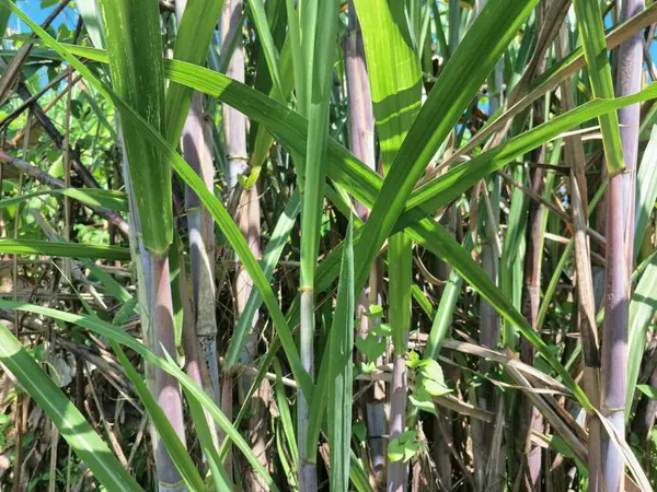 Şeker kamışı ağacı. Şeker kamışı öncelikle şeker üretimi için üretilen, arıtılmış beyaz şeker, kahverengi şeker ve pekmez de dahil olmak üzere çeşitli şeker formlarına işlenen bir bitkidir.