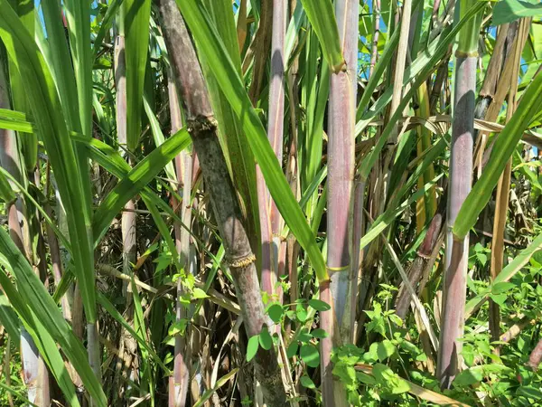 Şeker kamışı ağacı. Şeker kamışı uzun ve uzun ömürlü bir tropikal ottur, esasen şeker elde etmek için toplanan sakaroz kökleri için yetiştirilir. Yoğun olduğu için dev bir ot olarak bilinir.