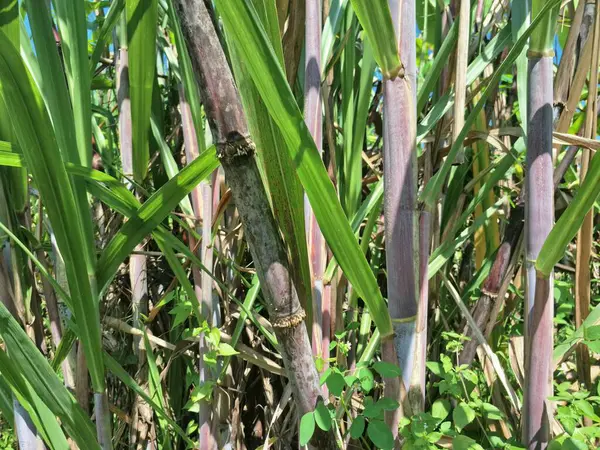 Şeker kamışı ağacı. Şeker kamışı öncelikle şeker üretimi için üretilen, arıtılmış beyaz şeker, kahverengi şeker ve pekmez de dahil olmak üzere çeşitli şeker formlarına işlenen bir bitkidir.