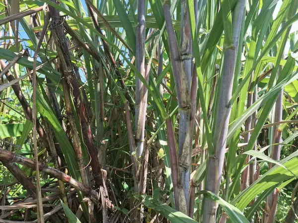 Şeker kamışı ağacı. Şeker kamışı uzun ve uzun ömürlü bir tropikal ottur, esasen şeker elde etmek için toplanan sakaroz kökleri için yetiştirilir. Yoğun olduğu için dev bir ot olarak bilinir.