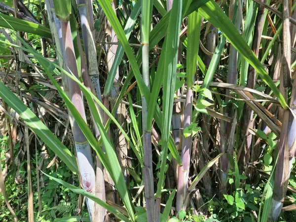 Şeker kamışı ağacı. Şeker kamışı uzun ve uzun ömürlü bir tropikal ottur, esasen şeker elde etmek için toplanan sakaroz kökleri için yetiştirilir. Yoğun olduğu için dev bir ot olarak bilinir.