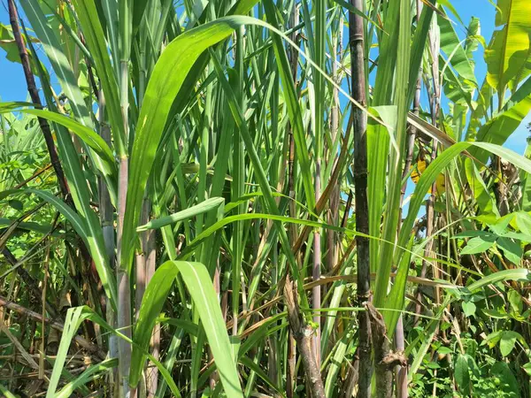 Şeker kamışı ağacı. Şeker kamışı uzun ve uzun ömürlü bir tropikal ottur, esasen şeker elde etmek için toplanan sakaroz kökleri için yetiştirilir. Yoğun olduğu için dev bir ot olarak bilinir.