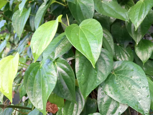 Betel ağacı. Sonsuza kadar yeşildir, sarmaşık, kalp şeklinde parlak yaprakları vardır. Betel bitkisi yaprakları için yetiştirilir ve genellikle fındık çiğnemek için kullanılır.