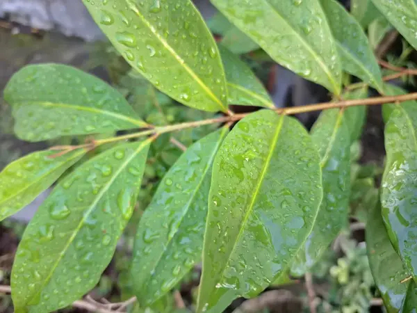 Üzerinde yağmur damlaları olan defne yaprağı. Bu yaprakları pişirme baharatı olarak kullanılan yemyeşil bir bitki. Körfez yaprakları ayırt edici aromaları ve farklı yemeklerde sıklıkla kullanılan eşsiz lezzetleriyle bilinir.