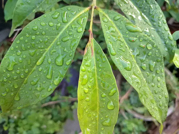 Üzerinde yağmur damlaları olan defne yaprağı. Bu yaprakları pişirme baharatı olarak kullanılan yemyeşil bir bitki. Körfez yaprakları ayırt edici aromaları ve farklı yemeklerde sıklıkla kullanılan eşsiz lezzetleriyle bilinir.