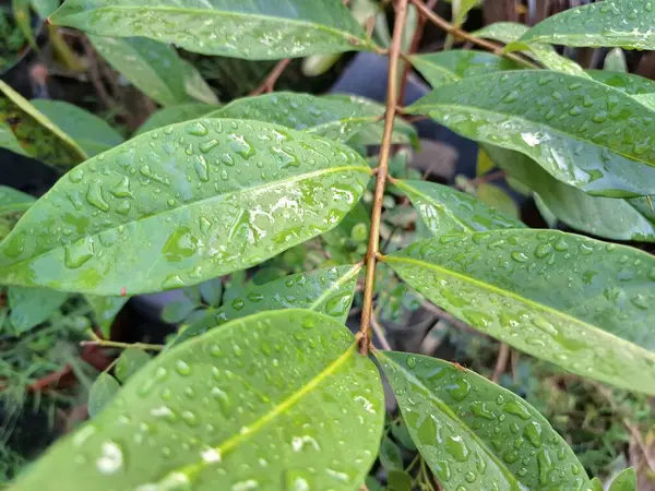 Üzerinde yağmur damlaları olan defne yaprağı. Bu yaprakları pişirme baharatı olarak kullanılan yemyeşil bir bitki. Körfez yaprakları ayırt edici aromaları ve farklı yemeklerde sıklıkla kullanılan eşsiz lezzetleriyle bilinir.