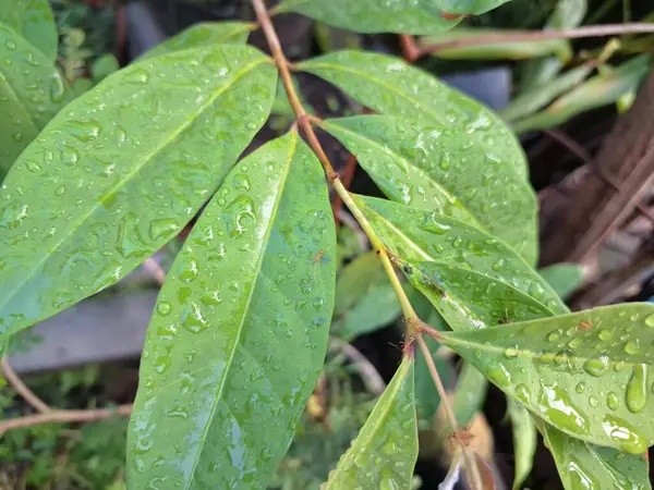 Üzerinde yağmur damlaları olan defne yaprağı. Bu yaprakları pişirme baharatı olarak kullanılan yemyeşil bir bitki. Körfez yaprakları ayırt edici aromaları ve farklı yemeklerde sıklıkla kullanılan eşsiz lezzetleriyle bilinir.