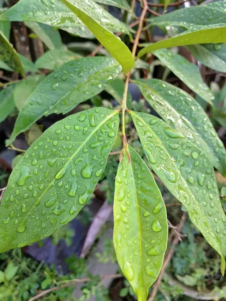 Üzerinde yağmur damlaları olan defne yaprağı. Bu yaprakları pişirme baharatı olarak kullanılan yemyeşil bir bitki. Körfez yaprakları ayırt edici aromaları ve farklı yemeklerde sıklıkla kullanılan eşsiz lezzetleriyle bilinir.