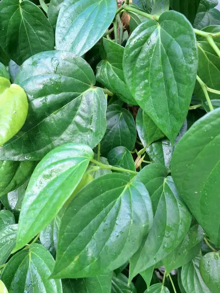 Betel ağacı. Sonsuza kadar yeşildir, sarmaşık, kalp şeklinde parlak yaprakları vardır. Betel bitkisi yaprakları için yetiştirilir ve genellikle fındık çiğnemek için kullanılır.
