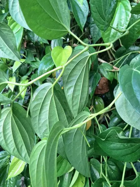 Betel ağacı. Sonsuza kadar yeşildir, sarmaşık, kalp şeklinde parlak yaprakları vardır. Betel bitkisi yaprakları için yetiştirilir ve genellikle fındık çiğnemek için kullanılır.