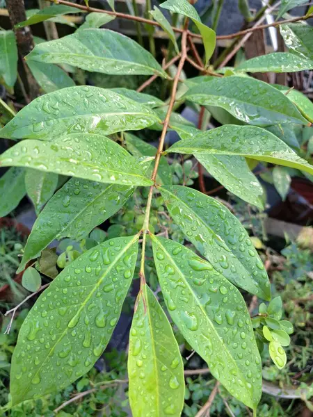 Üzerinde yağmur damlaları olan defne yaprağı. Bu yaprakları pişirme baharatı olarak kullanılan yemyeşil bir bitki. Körfez yaprakları ayırt edici aromaları ve farklı yemeklerde sıklıkla kullanılan eşsiz lezzetleriyle bilinir.