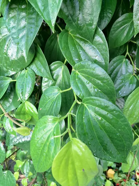 Betel ağacı. Sonsuza kadar yeşildir, sarmaşık, kalp şeklinde parlak yaprakları vardır. Betel bitkisi yaprakları için yetiştirilir ve genellikle fındık çiğnemek için kullanılır.