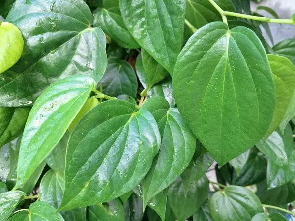 Betel ağacı. Sonsuza kadar yeşildir, sarmaşık, kalp şeklinde parlak yaprakları vardır. Betel bitkisi yaprakları için yetiştirilir ve genellikle fındık çiğnemek için kullanılır.