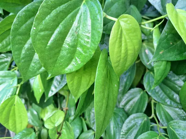 Betel sarmaşık yaprakları. Pek çok kullanım alanı var, özellikle de gelenek ve sağlıkta. Endonezya 'da betel yaprakları genellikle betel fındığı ve limon ile birlikte ağız spreyi olarak kullanılır. Onlar da ilaç olarak kullanılıyor.