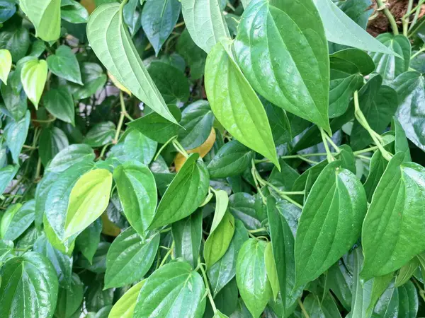 Betel ağacı. Sonsuza kadar yeşildir, sarmaşık, kalp şeklinde parlak yaprakları vardır. Betel bitkisi yaprakları için yetiştirilir ve genellikle fındık çiğnemek için kullanılır.