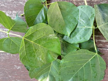 Erythrina subumbrans (Dadap) yaprakları. Bazı Güneydoğu Asya ülkelerinde, özellikle de Endonezya 'da geleneksel kullanım alanları vardır. Ateşi ve ödemi tedavi etmek için kullanılır. Bazı bölgelerde, taze yapraklar salata yeşili ya da çorba olarak bile kullanılır.