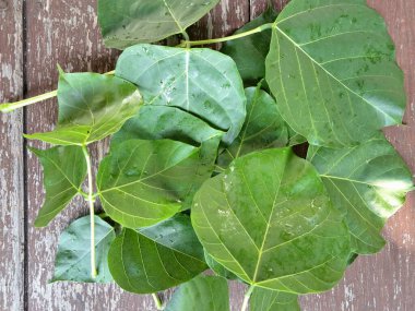 Erythrina subumbrans (Dadap) yaprakları. Bazı Güneydoğu Asya ülkelerinde, özellikle de Endonezya 'da geleneksel kullanım alanları vardır. Ateşi ve ödemi tedavi etmek için kullanılır. Bazı bölgelerde, taze yapraklar salata yeşili ya da çorba olarak bile kullanılır.