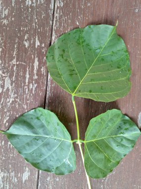 Erythrina subumbrans (Dadap) yaprakları. Bazı Güneydoğu Asya ülkelerinde, özellikle de Endonezya 'da geleneksel kullanım alanları vardır. Ateşi ve ödemi tedavi etmek için kullanılır. Bazı bölgelerde, taze yapraklar salata yeşili ya da çorba olarak bile kullanılır.
