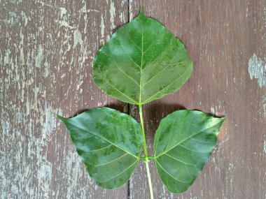 Erythrina subumbrans (Dadap) yaprakları. Bazı Güneydoğu Asya ülkelerinde, özellikle de Endonezya 'da geleneksel kullanım alanları vardır. Ateşi ve ödemi tedavi etmek için kullanılır. Bazı bölgelerde, taze yapraklar salata yeşili ya da çorba olarak bile kullanılır.