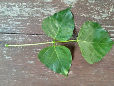 Erythrina subumbrans (Dadap) yaprakları. Bazı Güneydoğu Asya ülkelerinde, özellikle de Endonezya 'da geleneksel kullanım alanları vardır. Ateşi ve ödemi tedavi etmek için kullanılır. Bazı bölgelerde, taze yapraklar salata yeşili ya da çorba olarak bile kullanılır.