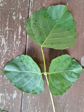 Erythrina subumbrans (Dadap) yaprakları. Bazı Güneydoğu Asya ülkelerinde, özellikle de Endonezya 'da geleneksel kullanım alanları vardır. Ateşi ve ödemi tedavi etmek için kullanılır. Bazı bölgelerde, taze yapraklar salata yeşili ya da çorba olarak bile kullanılır.