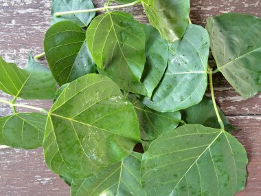 Erythrina subumbrans (Dadap) yaprakları. Bazı Güneydoğu Asya ülkelerinde, özellikle de Endonezya 'da geleneksel kullanım alanları vardır. Ateşi ve ödemi tedavi etmek için kullanılır. Bazı bölgelerde, taze yapraklar salata yeşili ya da çorba olarak bile kullanılır.