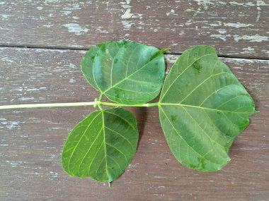 Erythrina subumbrans (Dadap) yaprakları. Bazı Güneydoğu Asya ülkelerinde, özellikle de Endonezya 'da geleneksel kullanım alanları vardır. Ateşi ve ödemi tedavi etmek için kullanılır. Bazı bölgelerde, taze yapraklar salata yeşili ya da çorba olarak bile kullanılır.