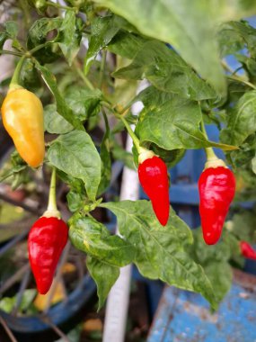 Ağacın üstünde acı biber meyvesi. Chili, Capsicum cinsinden baharatlı meyve türüdür. Sıcaklığı ve tadı ile bilinir. Chili biberleri dünya çapında yetişir ve yemek pişirmede, tatlandırmada ve tıpta kullanılır.