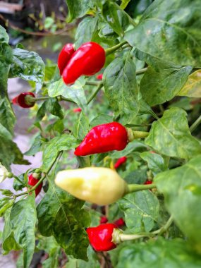 Ağacın üstünde acı biber meyvesi. Chili, Capsicum cinsinden baharatlı meyve türüdür. Sıcaklığı ve tadı ile bilinir. Chili biberleri dünya çapında yetişir ve yemek pişirmede, tatlandırmada ve tıpta kullanılır.
