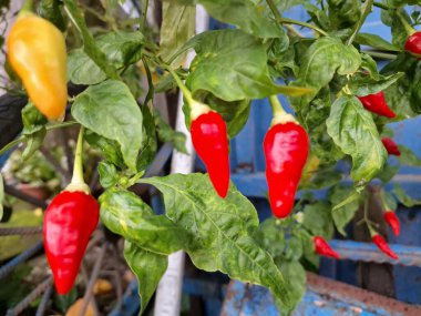 Ağaçta kırmızı biber meyvesi. Chili, Capsicum cinsinden baharatlı meyve türüdür. Sıcaklığı ve tadı ile bilinir. Chili biberleri dünya çapında yetişir ve yemek pişirmede, tatlandırmada ve tıpta kullanılır.